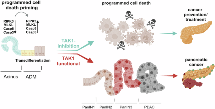 Fig. 6: Proposed model on the role of TAK1 inhibition in KRAS-driven ADM and PDAC development.