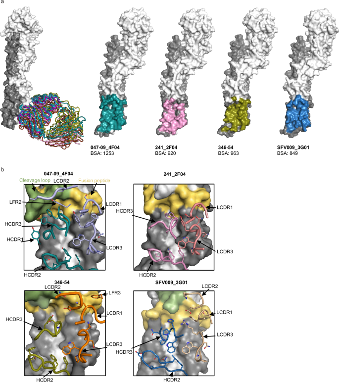 Fig. 2: The anchor epitope on H1N1 HA.