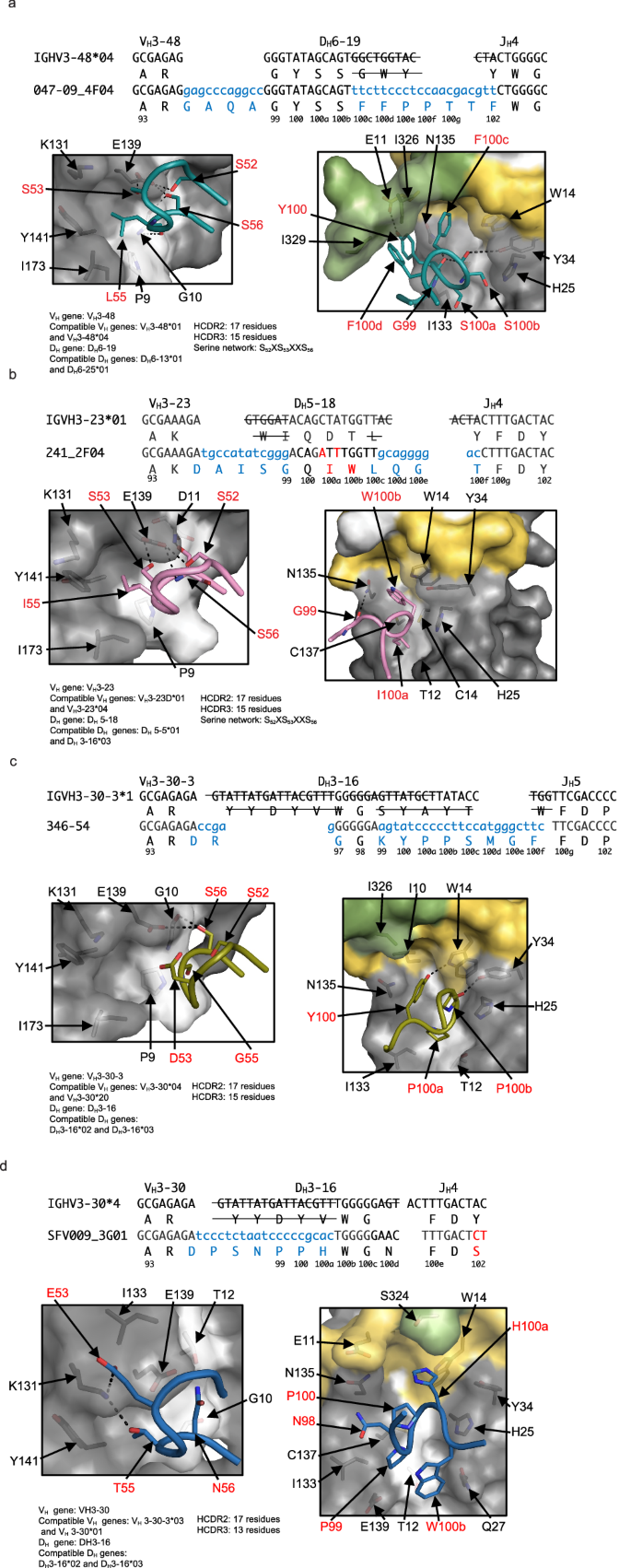 Fig. 3: Germline gene usage in the heavy chain and structural characterization of anchor antibodies in complex with CA04 HA.