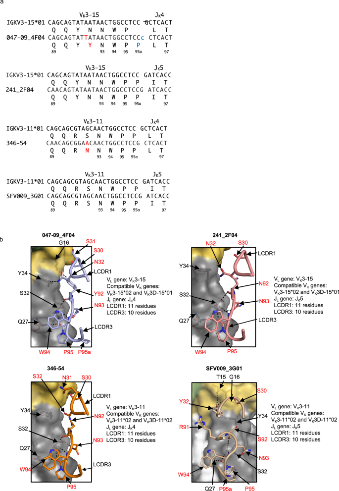 Fig. 4: Germline gene usage in the light chain and structural characterization of anchor antibodies in complex with CA04 HA.