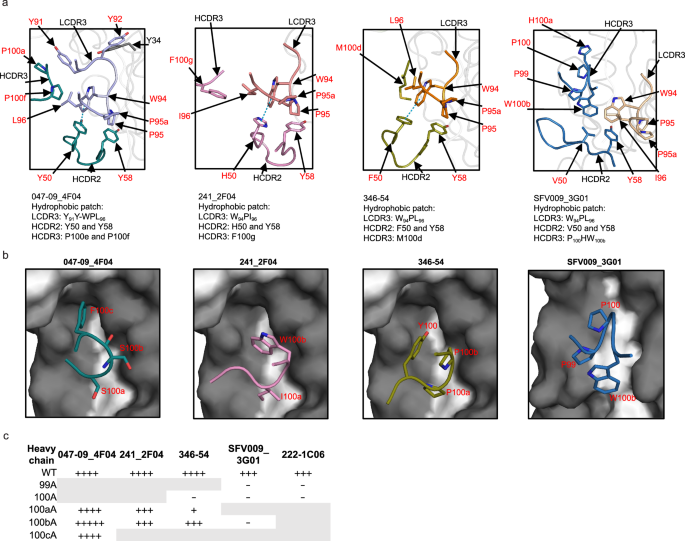 Fig. 6: Comparison of hydrophobic interaction in HCDR2, HCDR3, and LCDR3 among 047-09_4F04, 241_2F04, 346-54, and SFV009_3G01 in complex with CA04 H1 HA.