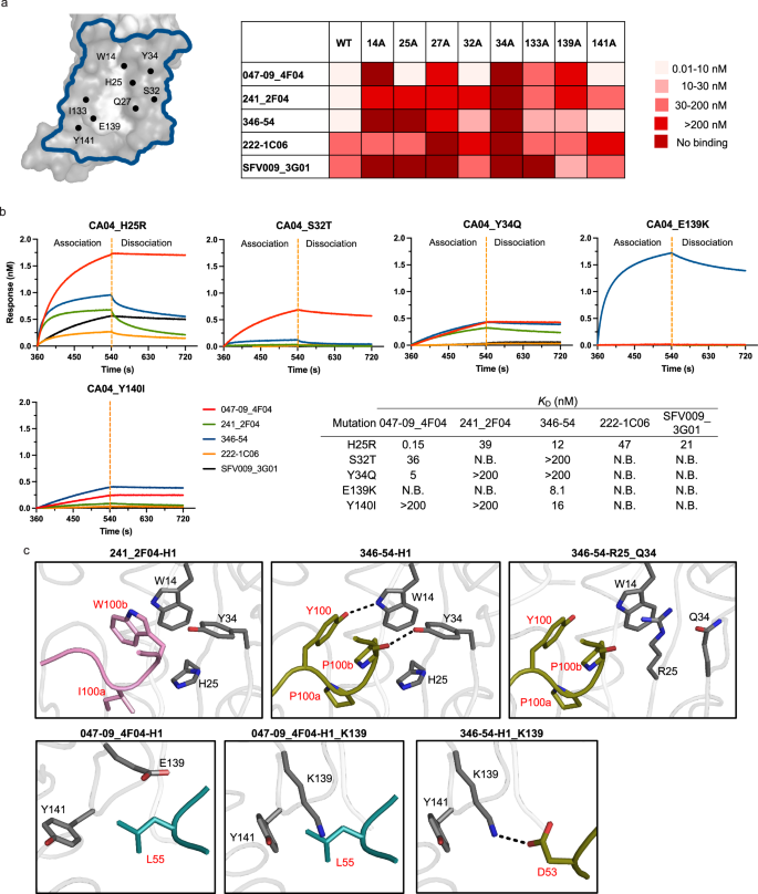 Fig. 7: Differences in anchor epitope residues and genetic barrier between H1 and H3.