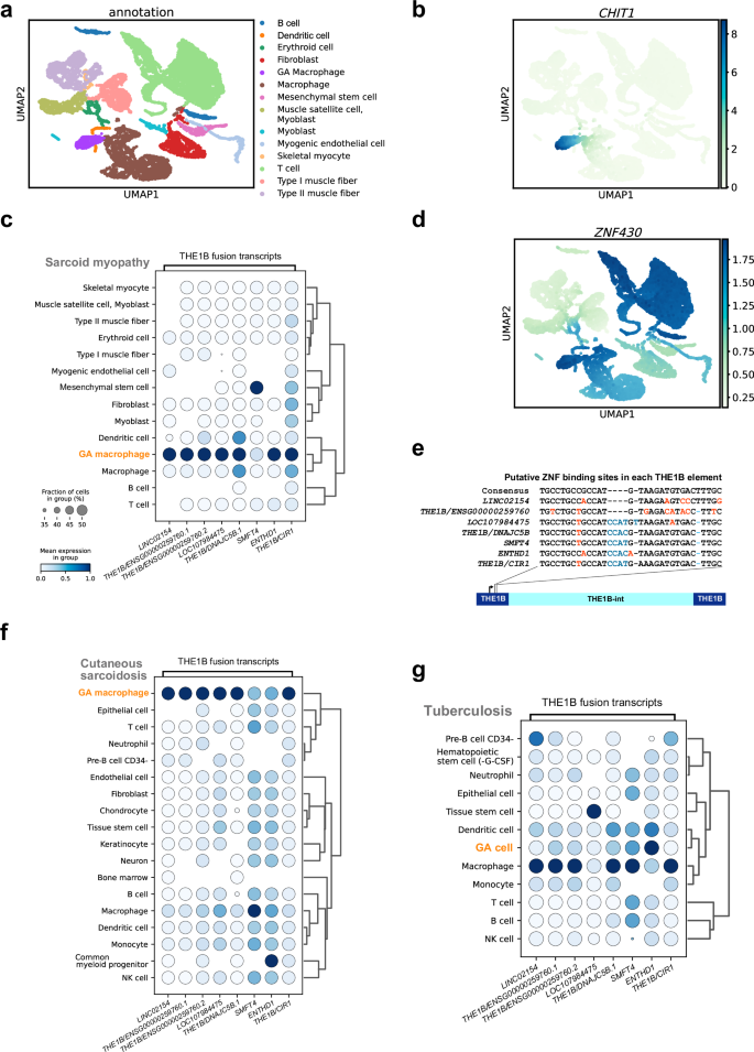 Fig. 3: Identification of THE1B fusion transcripts expressing cells.