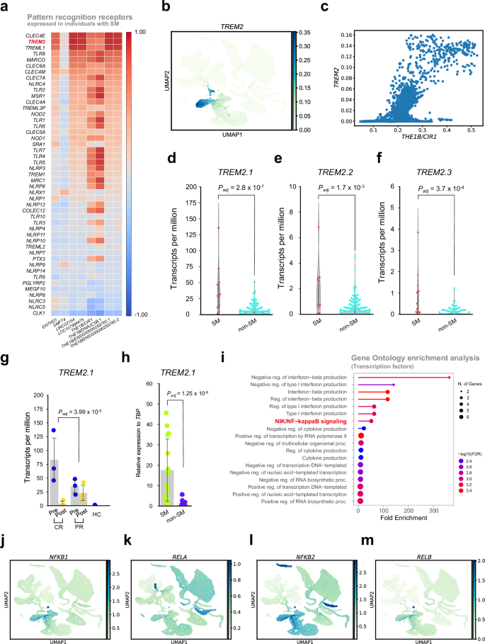 Fig. 4: Expression of TREM2 in individuals with SM.