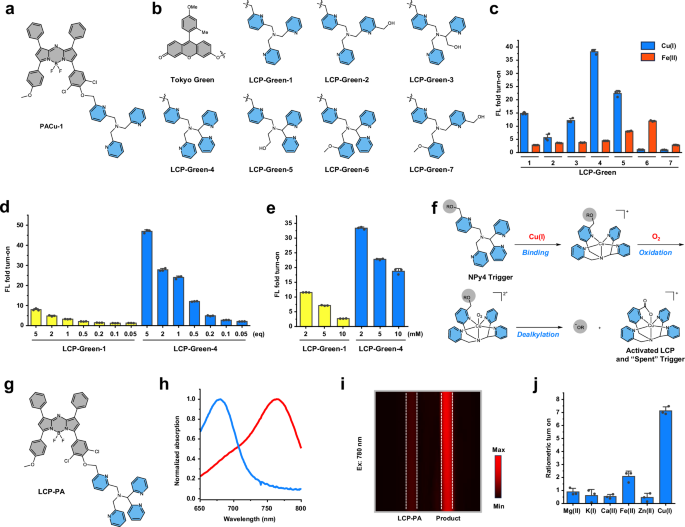 Activity-based sensing reveals elevated labile copper promotes liver ...