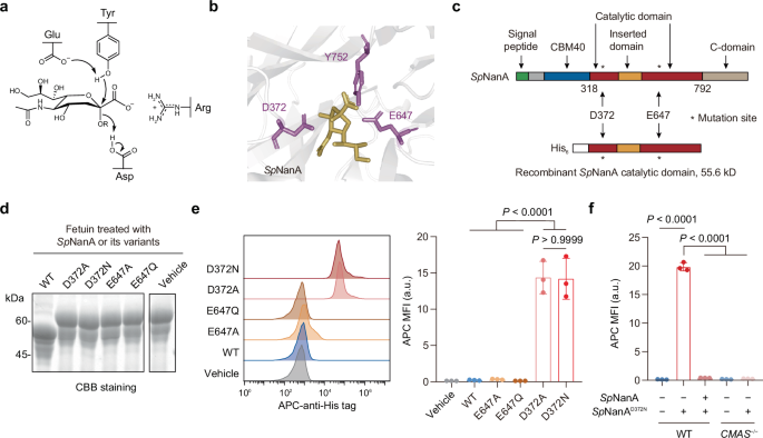 Fig. 1: Development of GRAB-Sia.