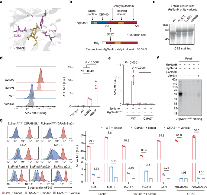 Fig. 2: GRAB-Sia3 recognizing α2,3-sialosides.