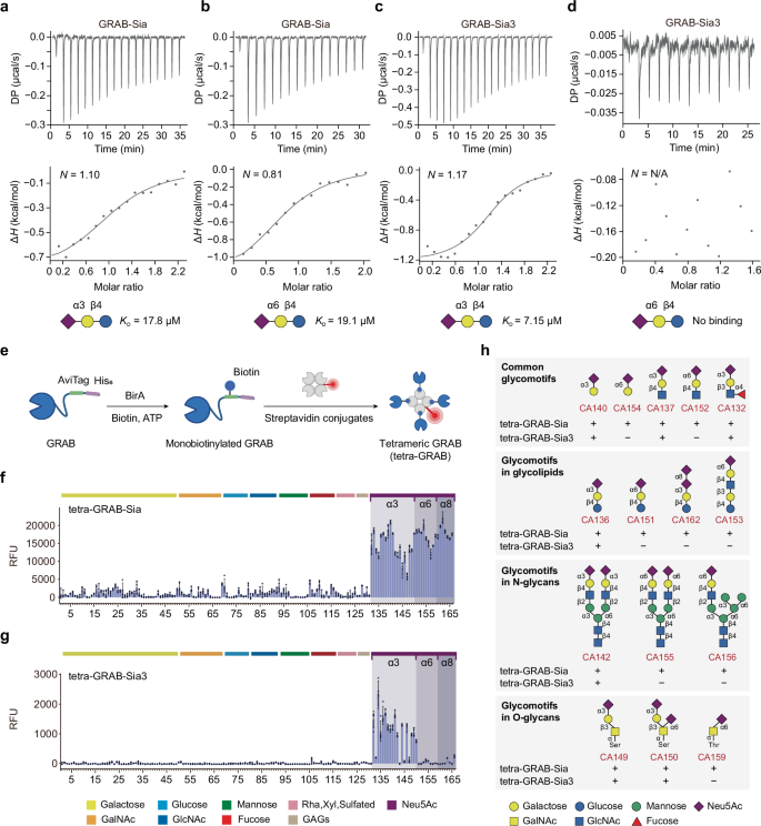 Fig. 3: GRAB validation by ITC and glycan array analysis.