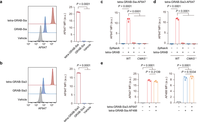 Fig. 4: Enhanced avidity of tetra-GRABs.