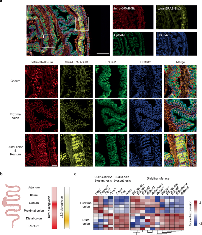 Fig. 6: Analysis of sialoglycan distribution in mouse intestine by tetra-GRAB staining.