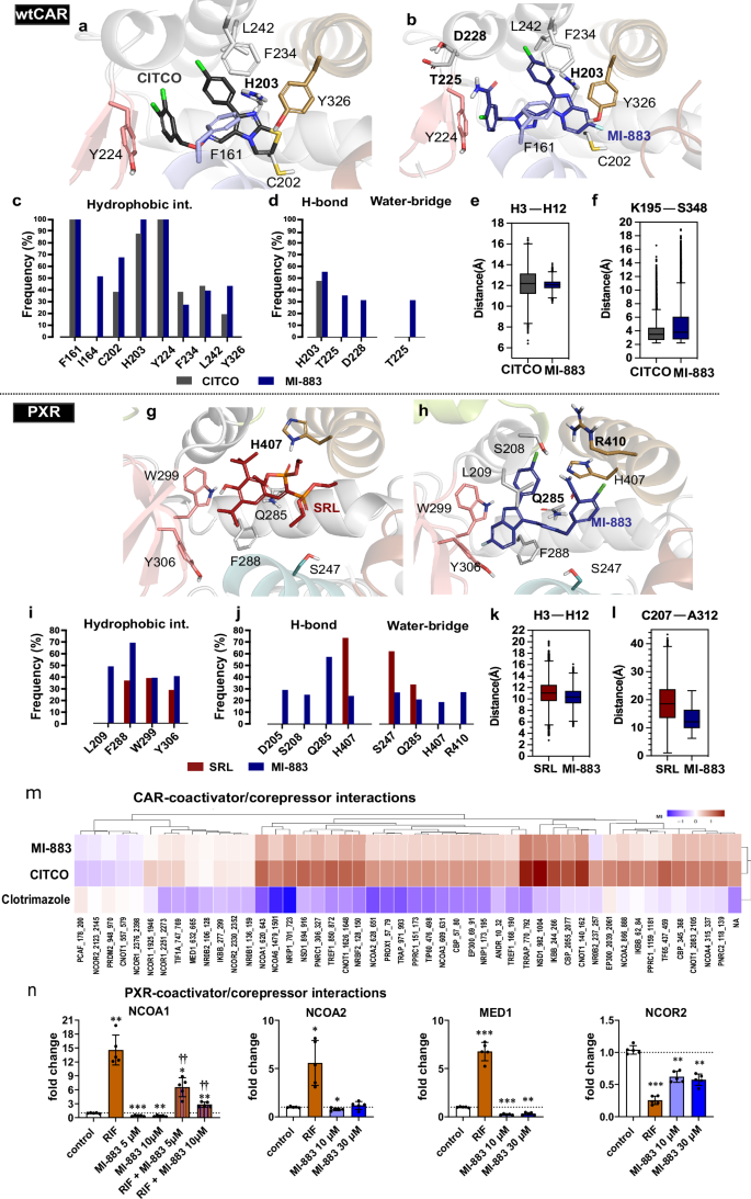 Fig. 2: Molecular dynamics (MD) simulations analysis of wtCAR-LBD complexed with CITCO and MI-883, and PXR-LBD complexed with SR12813 and MI-883.