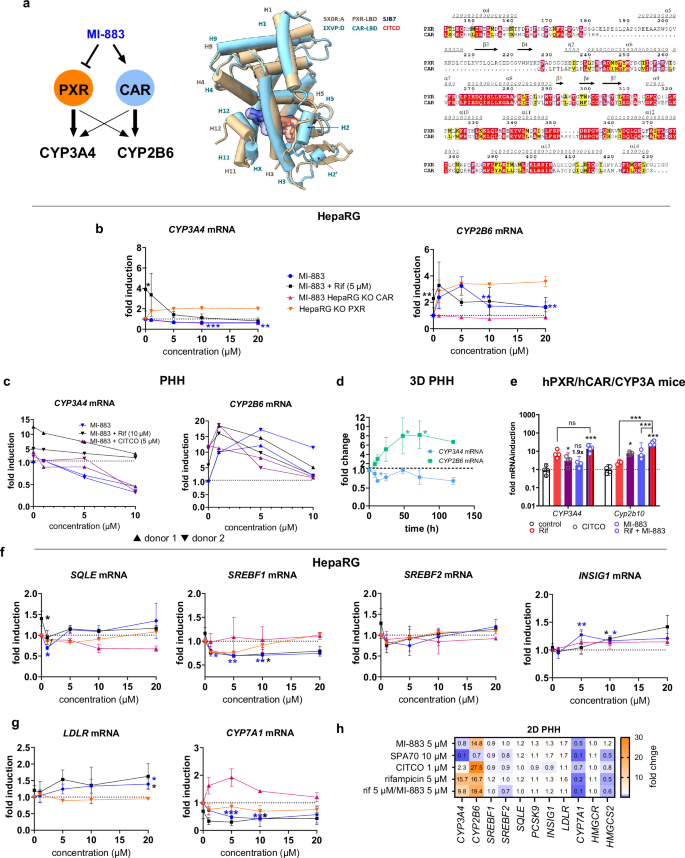 Fig. 3: Demonstration of CAR agonistic/PXR antagonistic activities of MI-883 in HepaRG cells, 2D and 3D primary human hepatocytes, and humanized PXR-CAR-CYP3A4/3A7 mice.