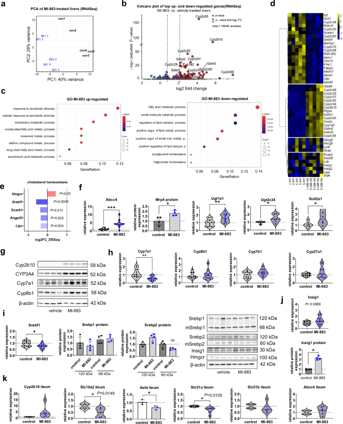 Fig. 6: Next-generation sequencing transcriptomic, RT-qPCR, and Western blotting data of liver samples in humanized PXR-CAR-CYP3A4/3A7 male mice treated with MI-883 in the study with the high-fat diet.