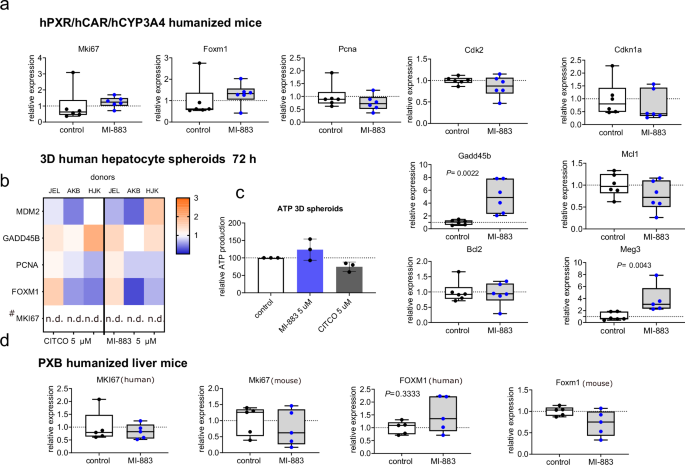 Fig. 7: MI-883 does not up-regulate biomarkers of human hepatocyte proliferation in humanized PXR-CAR-CYP3A4/3A7 male mice, 3D spheroids of primary human hepatocytes, and PXB humanized liver mice.
