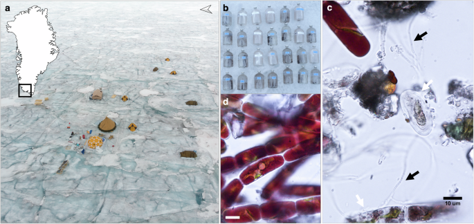Fig. 1: Overview of the sampling site and experimental setup on the Greenland Ice Sheet.