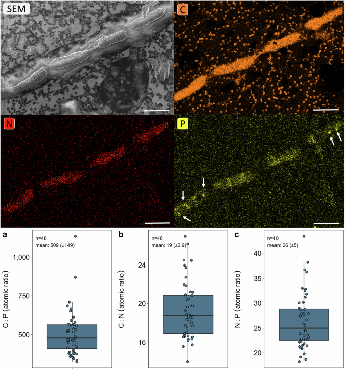 Fig. 2: Elemental content of glacier ice algae analysed by scanning electron microscopy (SEM) combined with energy-dispersive X-ray spectroscopy (EDS).