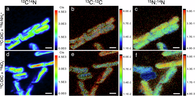 Fig. 3: High-resolution secondary ion mass spectrometry (HR-SIMS) imaging of glacier ice algal cells following 30-h incubations with 13C-DIC and 15N tracers.