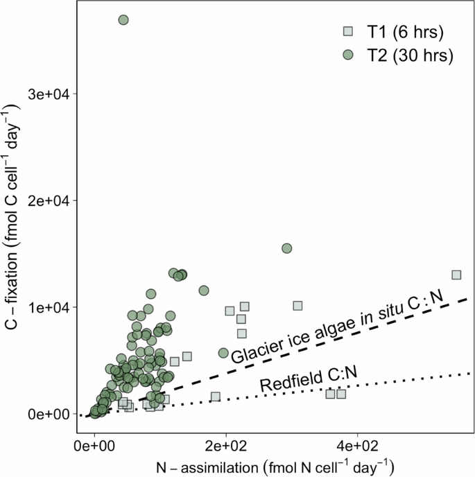 Fig. 5: Correlation between C-fixation and N-assimilation in active single glacier ice algal cells. Squares represent T1 time points (13C-DIC + 15NH4+ treatment; n = 19), and circles represent T2 time points (13C-DIC + 15NH4+ or 13C−DIC + 15NO3− treatments; n = 58).