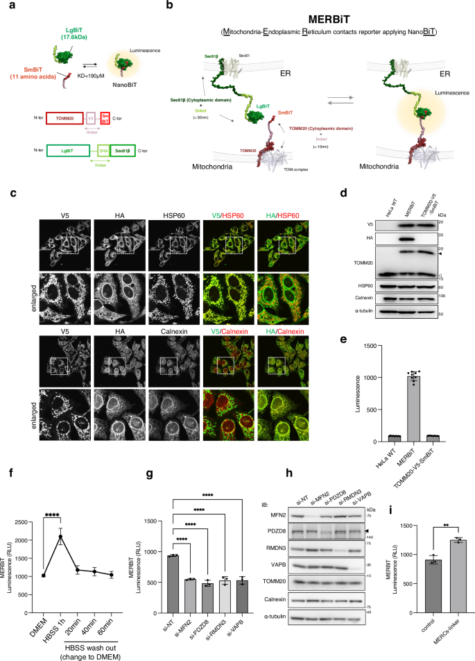 Fig. 1: Design of a reversible MERCs quantification assay system – MERBiT.