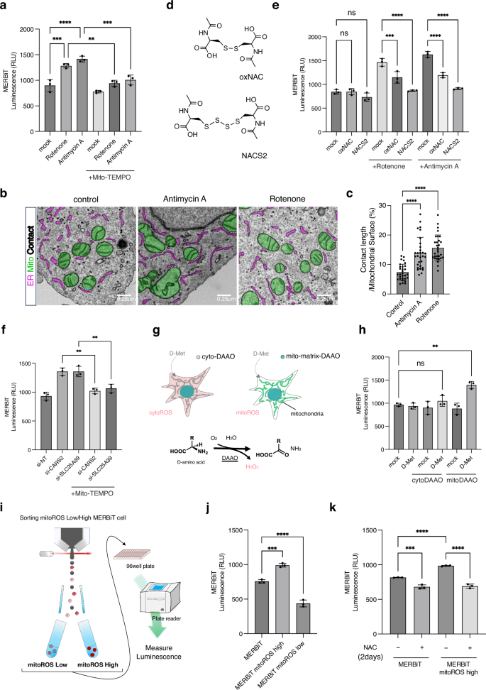 Fig. 2: Mitochondrial ROS increases MERCs formation.