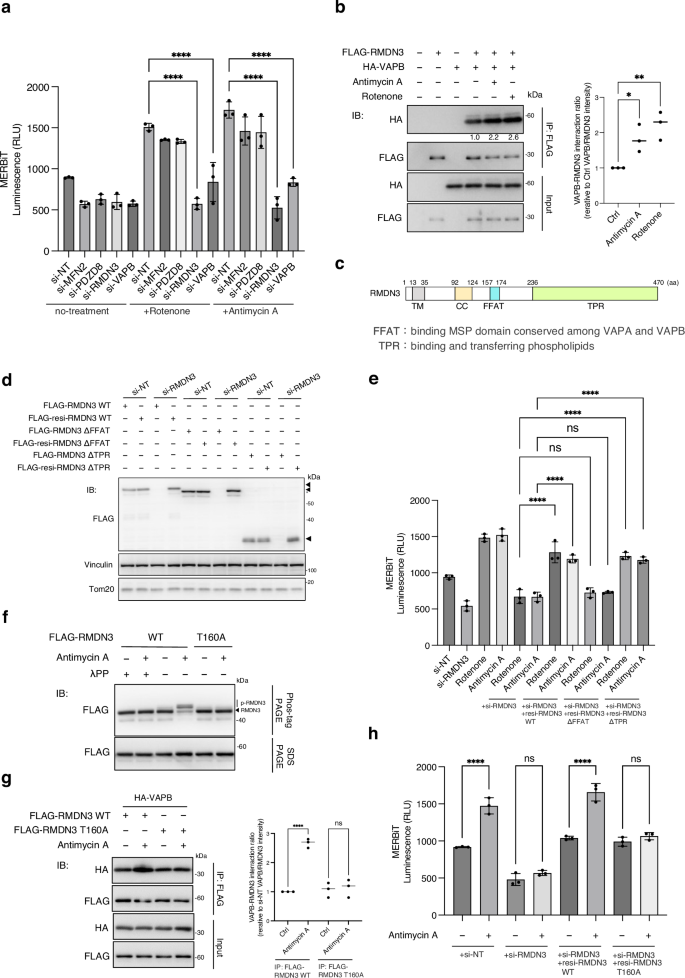 Fig. 3: MERCs induced by mitochondrial ROS are tethered by RMDN3 and VAPB.