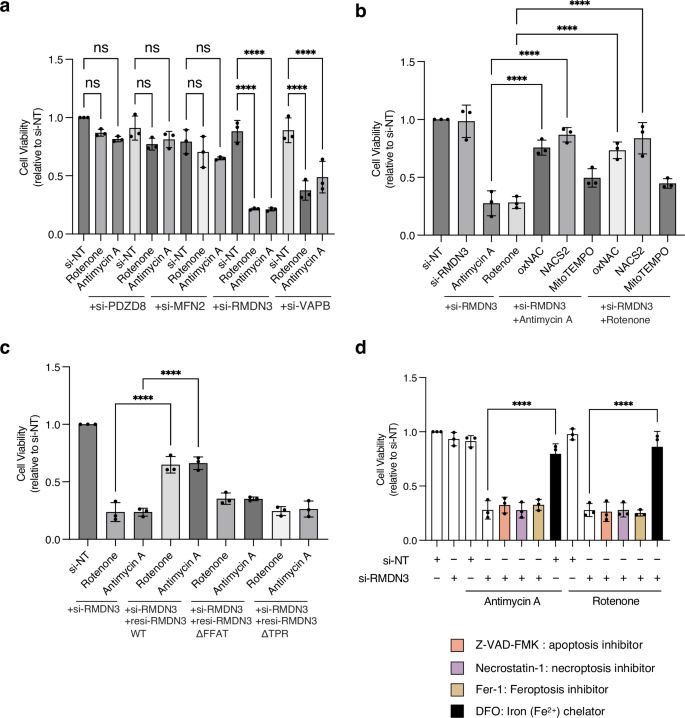 Fig. 4: Disruption of mitochondrial ROS-derived MERCSs attenuates cell viability.