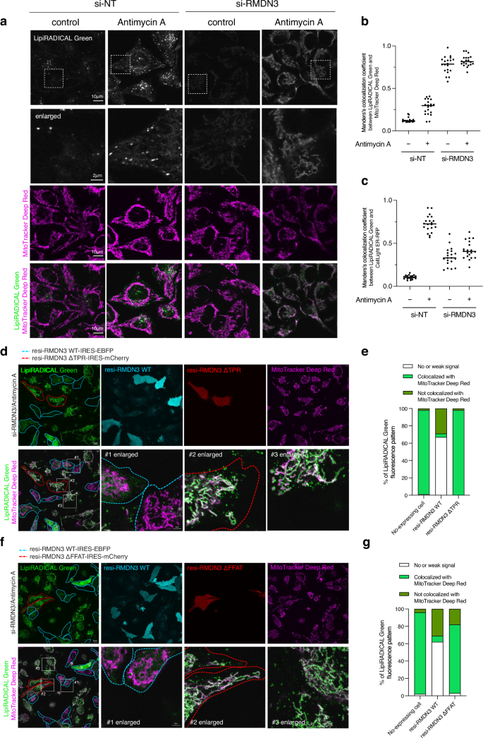 Fig. 5: RMDN3 removes lipid radicals from mitochondria via MERCs.