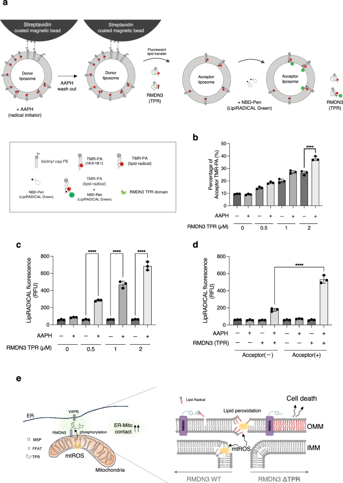 Fig. 6: RMDN3 TPR domain binds and transfers lipid radicals.