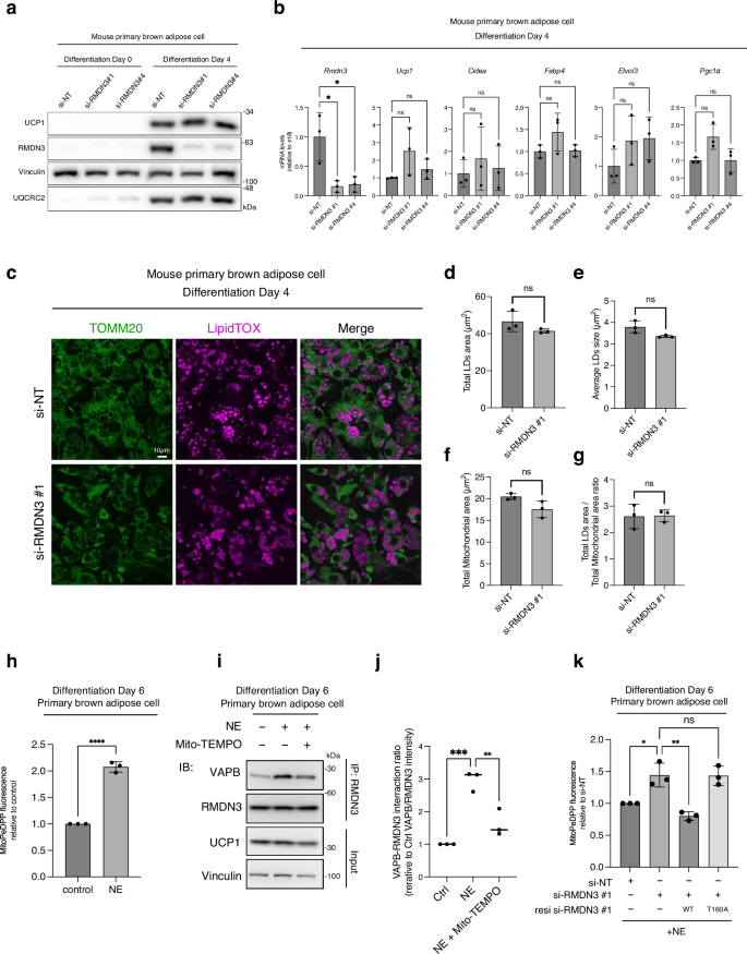 Fig. 7: RMDN3 attenuates lipid peroxide accumulation in brown adipocytes under cold-mimetic stimuli.