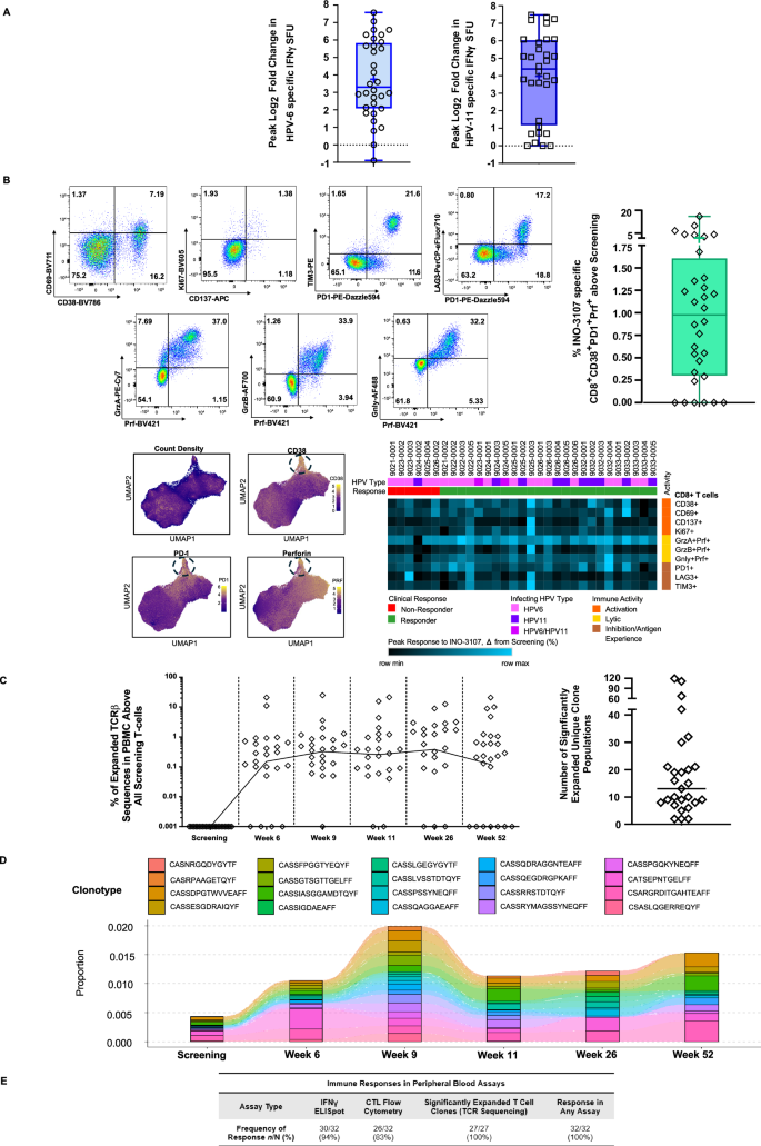 Fig. 2: INO-3107 induces peripheral T-cell responses in all patients.