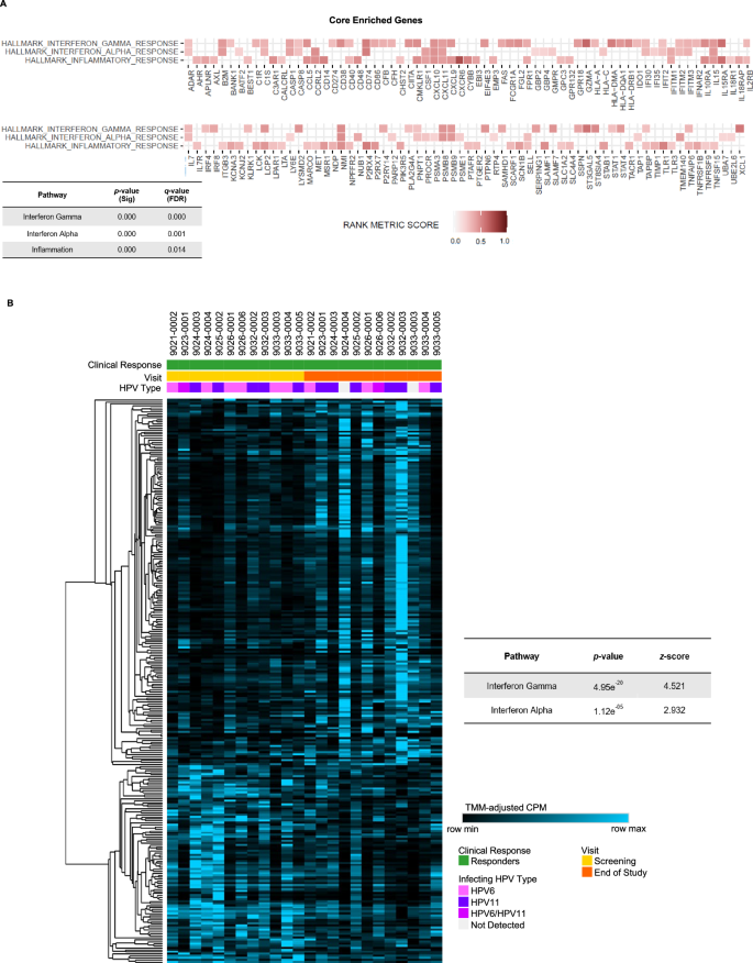 Fig. 3: INO-3107 significantly enriches antiviral immune status in airways of responders (n = 12).