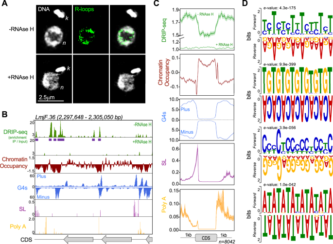 Fig. 1: Subcellular localization and genome-wide mapping of R-loops in L. major.
