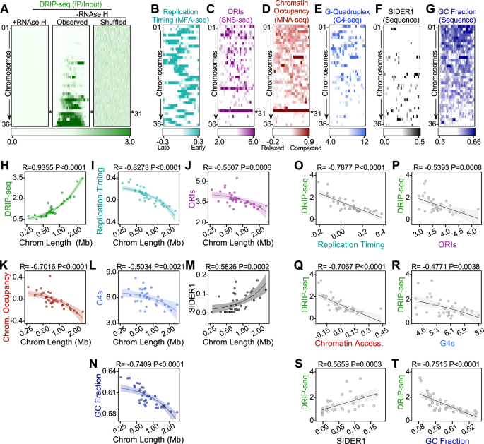 Fig. 2: Chromosome-size dependent distribution of R-loops is reflected in a range of further genetic features.