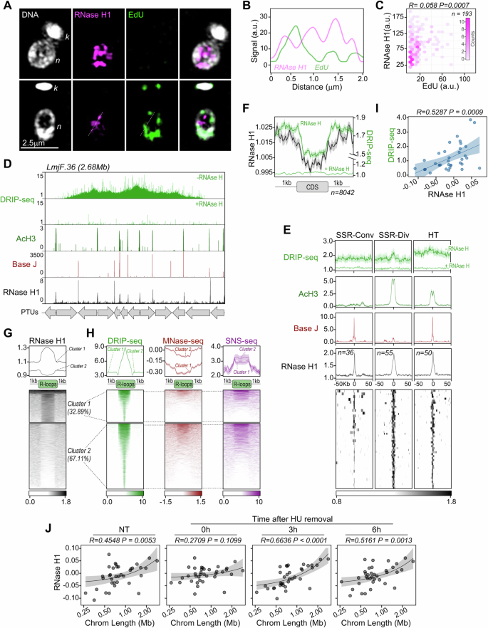 Fig. 3: Subcellular localization and genome wide mapping of RNase H1 in L. major.