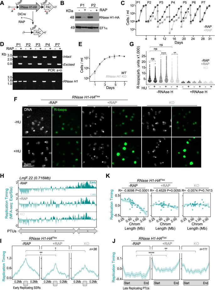 Fig. 4: Effects of RNase H1 loss on growth, R-loop accumulation and DNA replication timing.