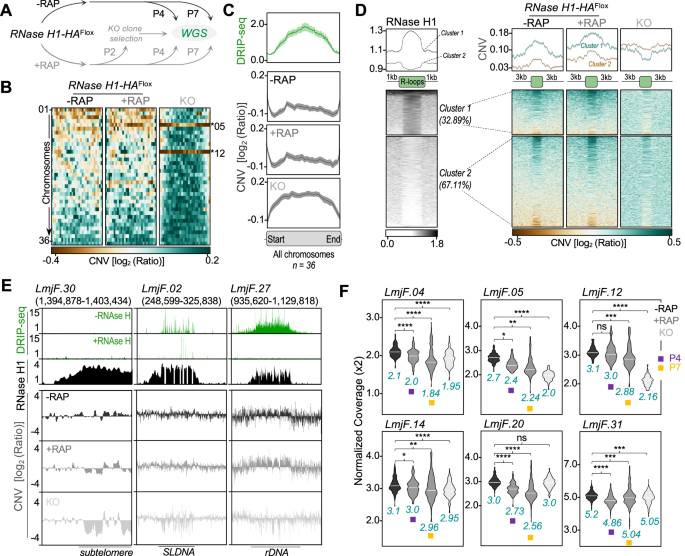 Fig. 5: Analysis of CNV events upon DiCre-mediated RNase H1 gene deletion.