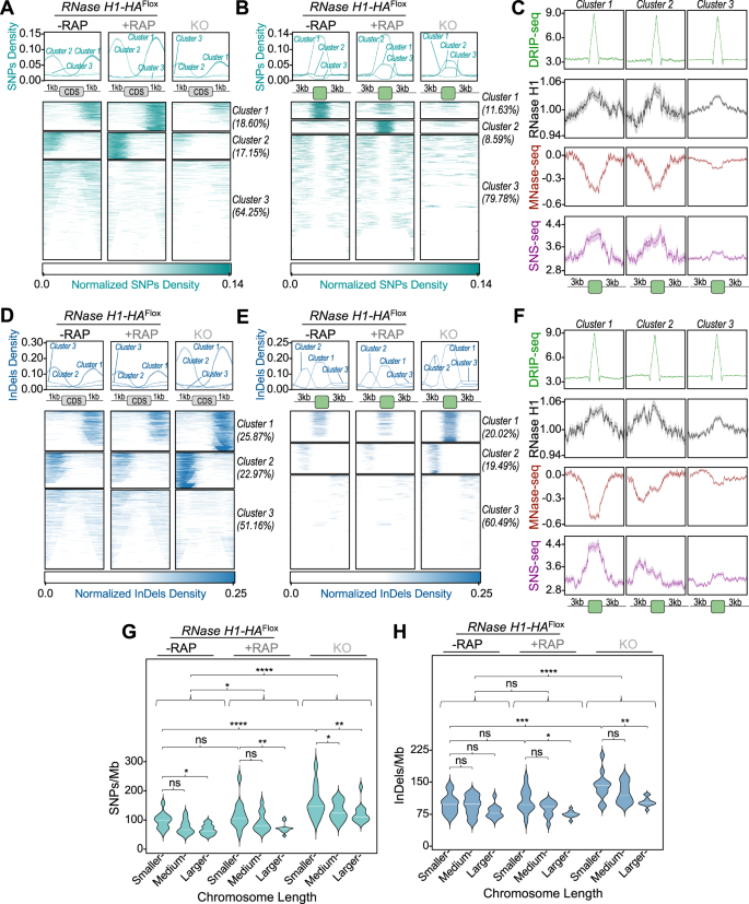 Fig. 6: Analysis of SNPs and InDels events upon DiCre-mediated RNase H1 gene deletion.