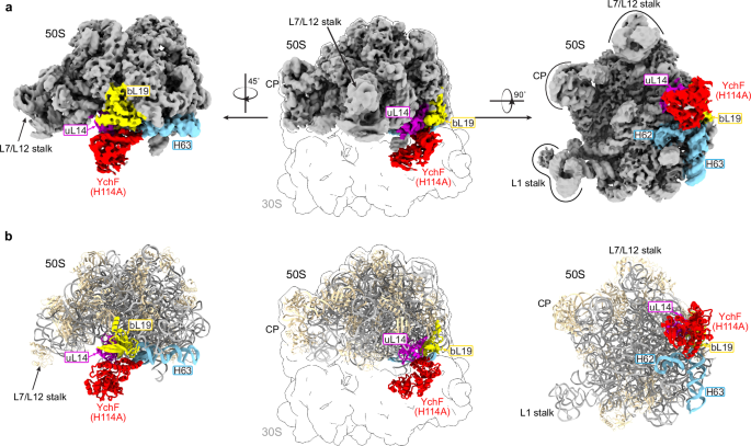 Fig. 1: The overall structure of 50S•YchF complex.
