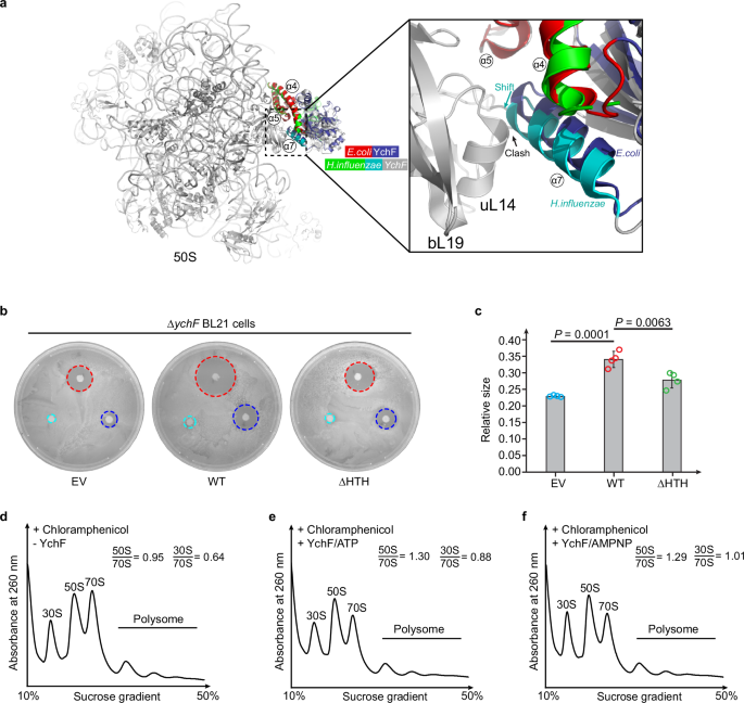 Fig. 3: YchF promotes the dissociation of ribosomal subunits and the helical domain is required for its cellular function.