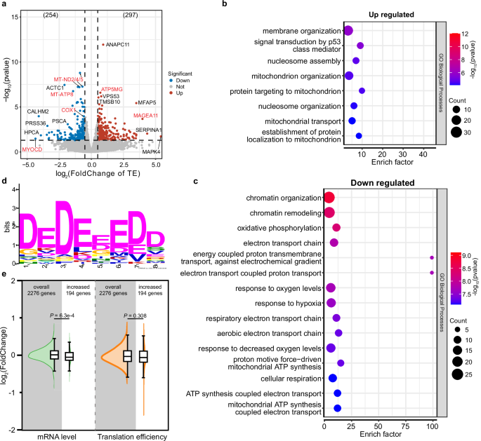 Fig. 5: OLA1 regulates ribosome stalling on D/E-rich region.