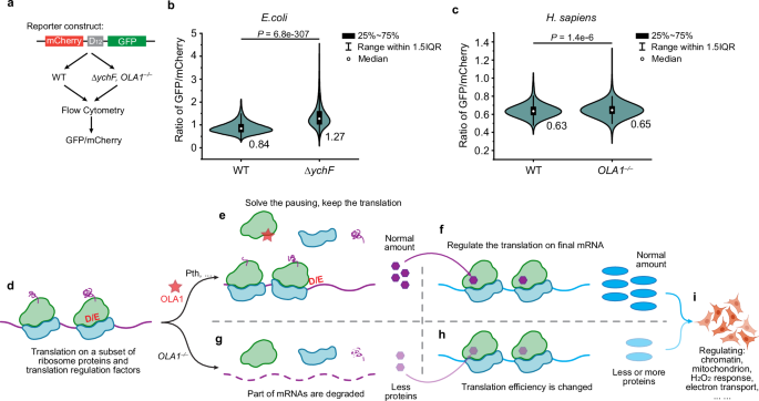 Fig. 6: Model of the OLA1/YchF-mediated translation regulation.