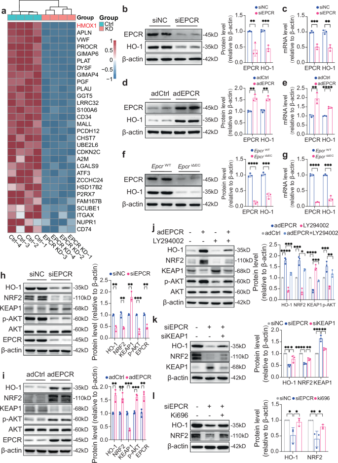 Fig. 4: EPCR regulates the expression of HO-1 through NRF2/KEAP1.