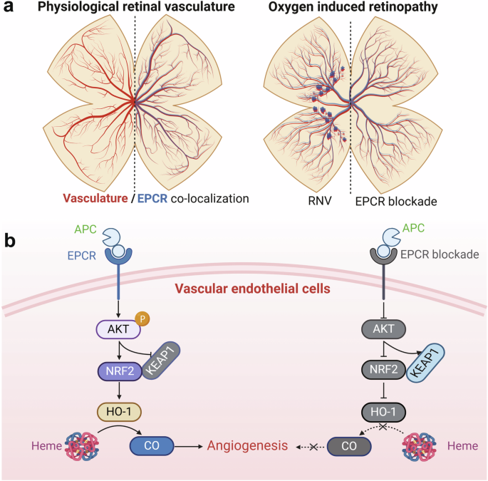 Fig. 8: Illustration showing the expression pattern and role of EPCR during RNV.