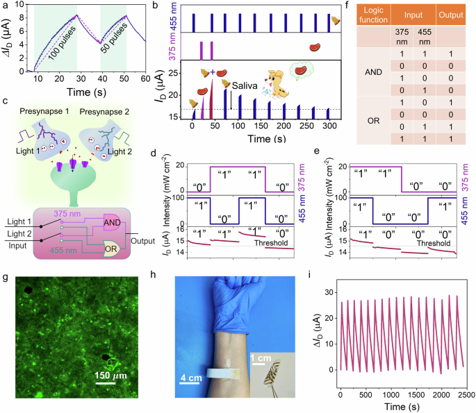 Fig. 3: The memory function of the optoelectrochemical synapse and its skin conformable form factor.