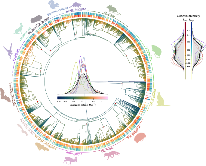 Fig. 1: Mammals species-level consensus phylogeny from Upham et al. (2019), with branches coloured with branch-specific speciation rates estimated with ClaDS2 (see color legend in the central inset).