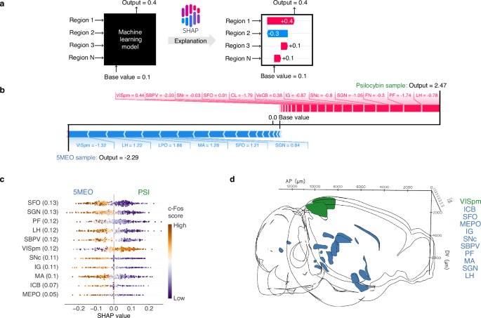 Fig. 5: Shapley additive explanation for identifying brain regions driving the prediction of 5-MeO-DMT from psilocybin.