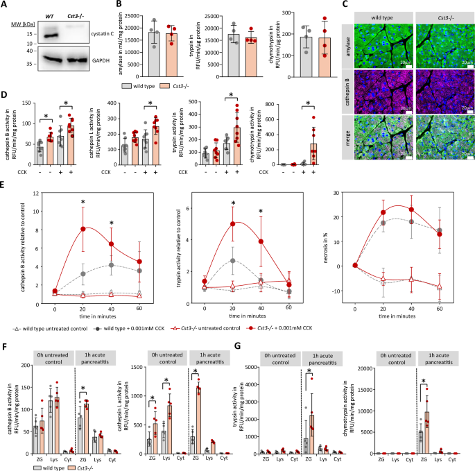 Fig. 2: Protease activation in cystatin C deficient mice.