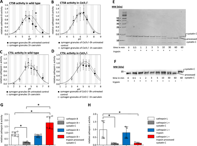 Fig. 3: Regulation of protease activity by cystatin C during pancreatitis.