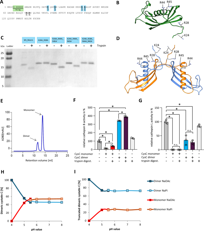 Fig. 4: Trypsin-mediated cleavage of cystatin C and its oligomerization state.