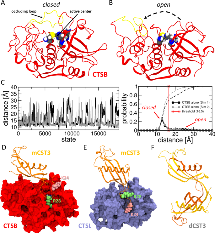 Fig. 5: Autoinhibition of isolated CTSB and inhibition complexes of CTSB and CTSL with mCST3 as obtained through molecular dynamic simulations.